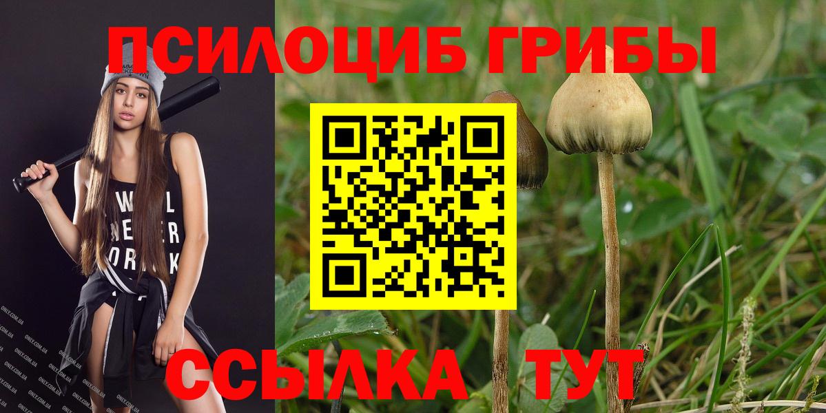 Галлюциногенные грибы Psilocybine cubensis Хабаровск